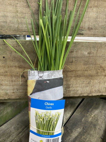 Chives - Garlic